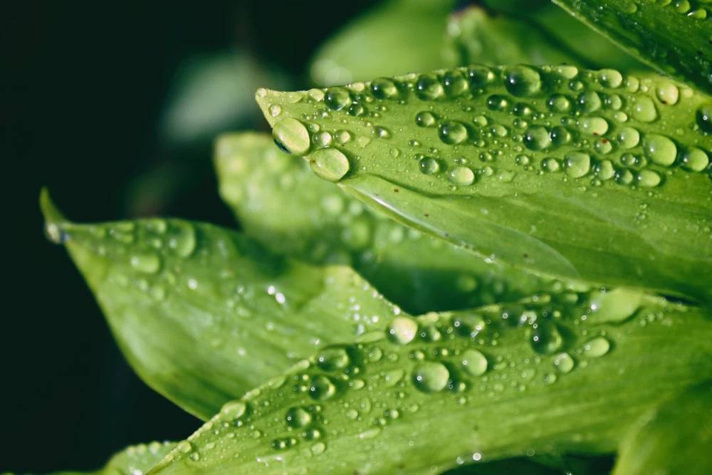 Chụp ảnh Macro là gì? Mẹo chụp ảnh Macro đẹp