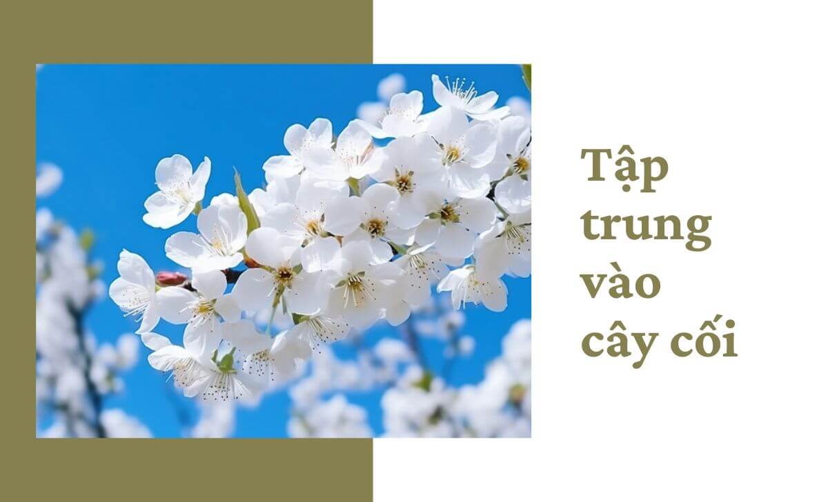 Cành cây, thân cây, bóng cây đều có thể tạo ra những đường chéo thú vị