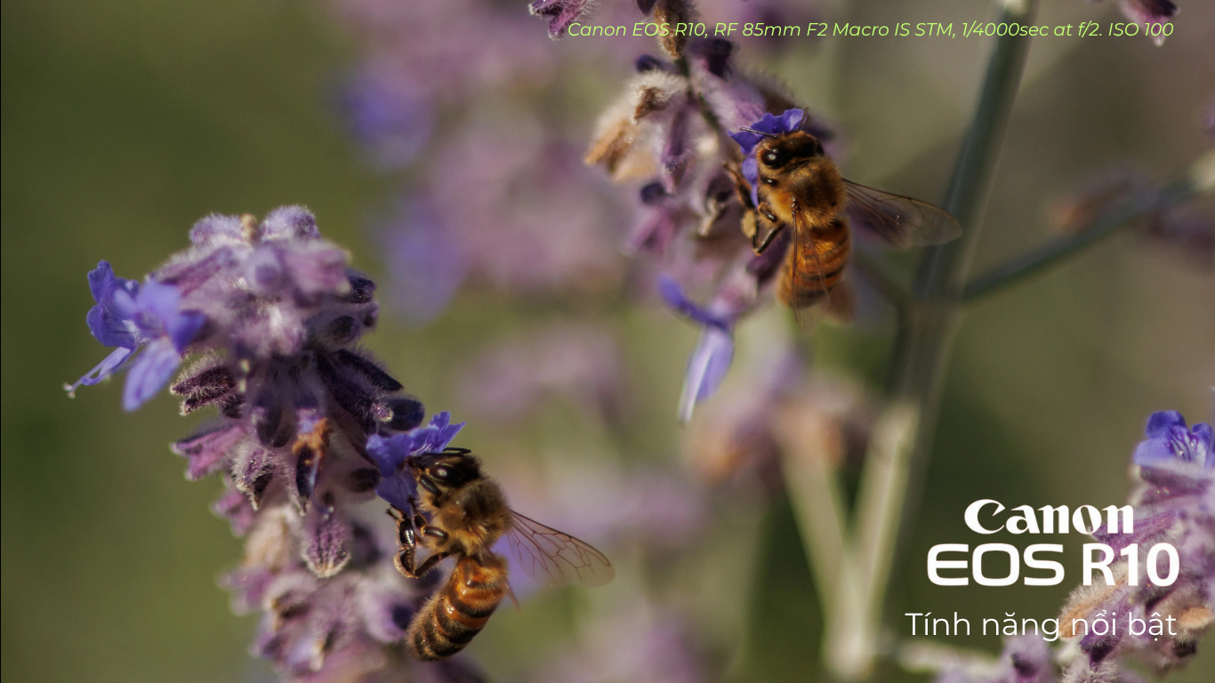 Tính năng nổi bật của Canon EOS R10