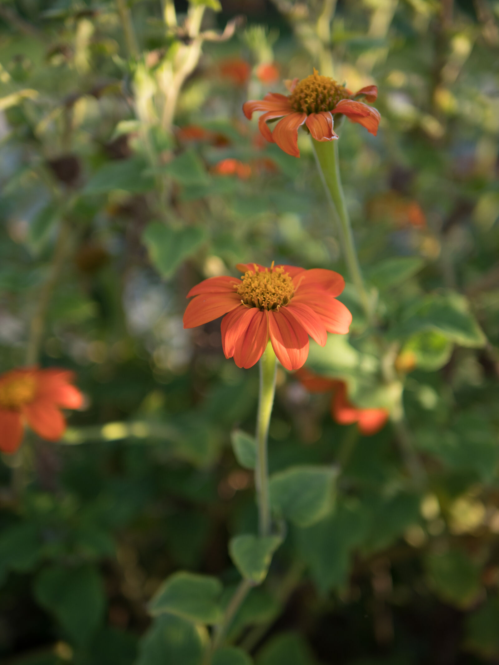 Lumix Summilux 25mm f/1.4